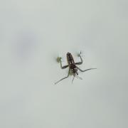 Vélie ( Velia caprai )