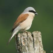 Pie-Grièche Ecorcheur ( Lanius collurio )