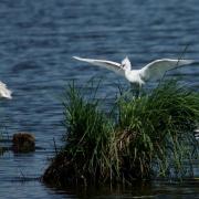 Aigrette Garzette ( Egretta garzetta )
