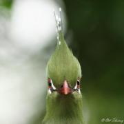Touraco de Livingstone ( Tauraco livingstonii )