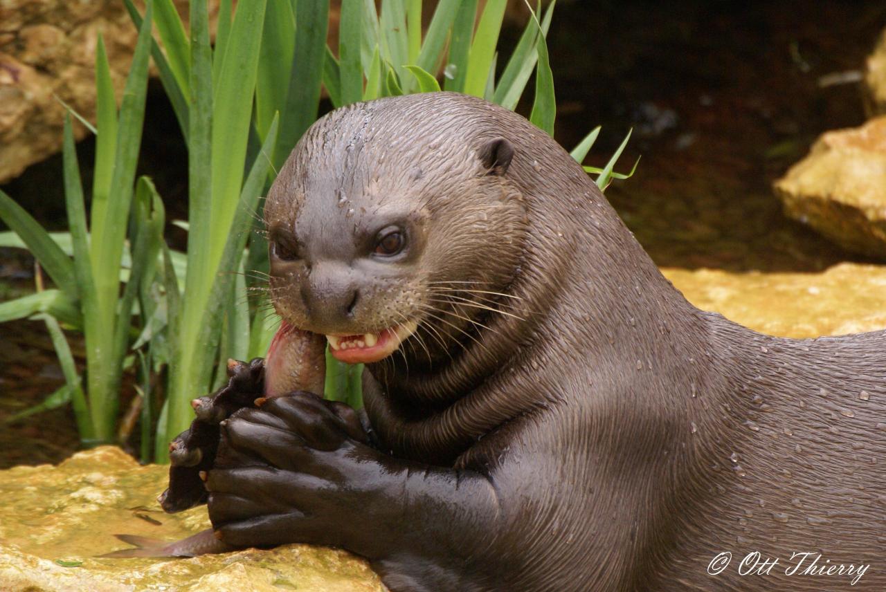 Loutre Géante du Brésil (Pteronura brasiliensis)