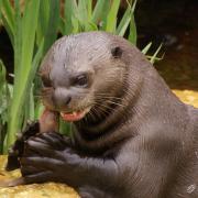 Loutre Géante du Brésil (Pteronura brasiliensis)