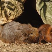 Cobaye du Brésil ( Cavia aperera )