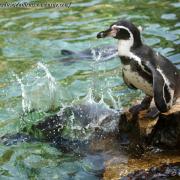 Manchot de Humboldt ( Spheniscus humboldti )