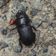 Petite Biche ( Dorcus parallelipipedus )