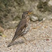 Grive Musicienne ( Turdus philomelos )