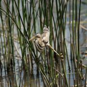 Blongios Nain ( Ixobrychus minutus )
