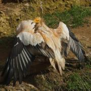 Vautour Percnoptère d’Egypte ( Neophron percnopterus )