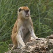 Patas ou Singe Pleureur ( Erythrocebus patas )