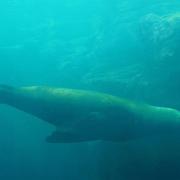 Otarie de Californie ou Lion de Mer (Zalophus californianus)