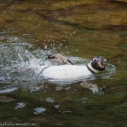Manchot de Humboldt ( Spheniscus humboldti )