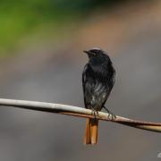 Rouge-queue Noir  ( Phoenicurus ochruros )