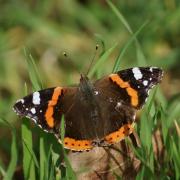 Vulcain ( Vanessa atalanta )
