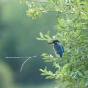 Martin-Pêcheur d’Europe ( Alcedo Athis )