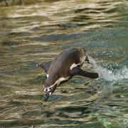 Manchot de Humboldt ( Spheniscus humboldti )