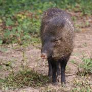 Pécari à collier ( Tayassu tajacu )