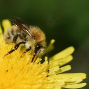 Bourdon des Champs ( Bombus pascuorum )