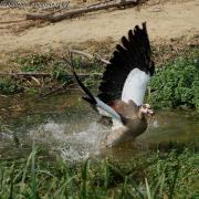Oie d'Egypte ou Ouette d'Egypte ( Allopochen aegyptiacus )