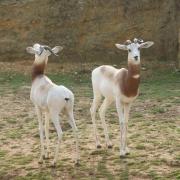 Gazelle Dama ( Gazella dama ou Nanger dama )