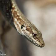 Lézard des Murailles ( Podarcis muralis )