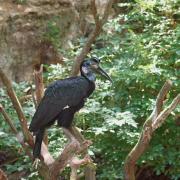 Calao Terrestre d'Abyssinie ou Bucorve d'Abyssinie ( Bucorvus abyssinicus )