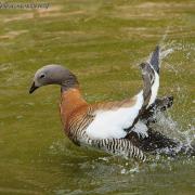 Ouette à Tête Grise ( Chloephaga poliocephala )