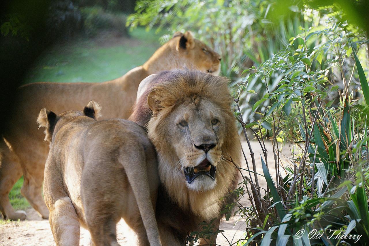 Lion ( Panthera leo )