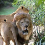 Lion ( Panthera leo )
