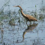 Héron Pourpré ( Ardea purpurea )