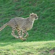 Guépard ( Acinonyx jubatus )