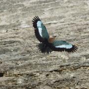 Rollier à Ventre Bleu ( Coracias cyanogaster )