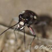 Cicindèle Intermédiaire ( Cicindela hybrida )