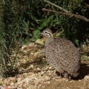 Tinamou Huppé ou T.Elégant (Eudromia elegans)