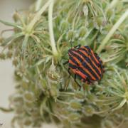 Pentatome Rayé ( Graphosoma lineatum )
