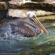 Pélican Thage ou Pélican du Pérou ( Pelecanus thagus )