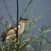 Blongios Nain ( Ixobrychus minutus )