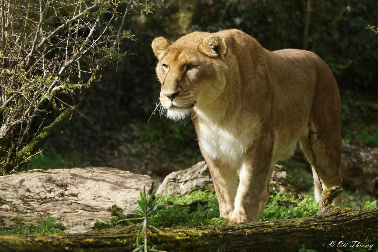 Lion ( Panthera leo )