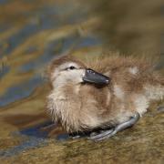 Sarcelle de La Puna ( Anas versicolor puna )
