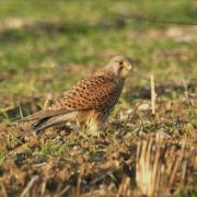 Faucon Crécerelle ( Falco tinnunculus )