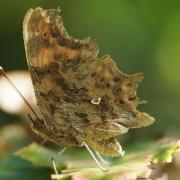 Robert le Diable ( Polygonia c-album )