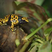 Rainette Jaguar [Bolivar] ( Dendrobates Leucomelas bolivar)