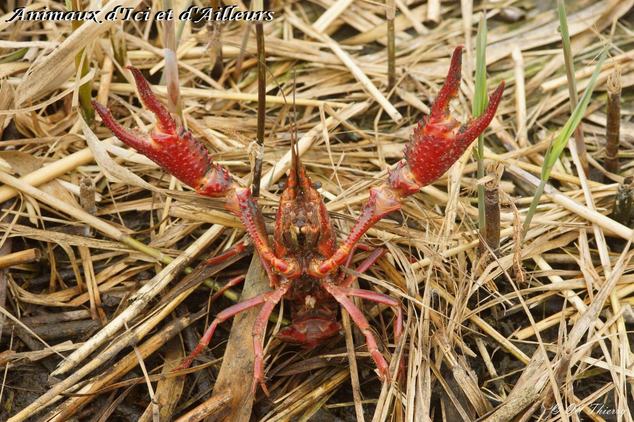 Ecrevisse Rouge de Louisiane ( Procambarus clarkii )