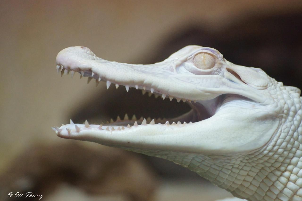 Alligator du Mississippi Albinos ( Alligator mississipiensis )