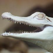 Alligator du Mississippi Albinos ( Alligator mississipiensis )
