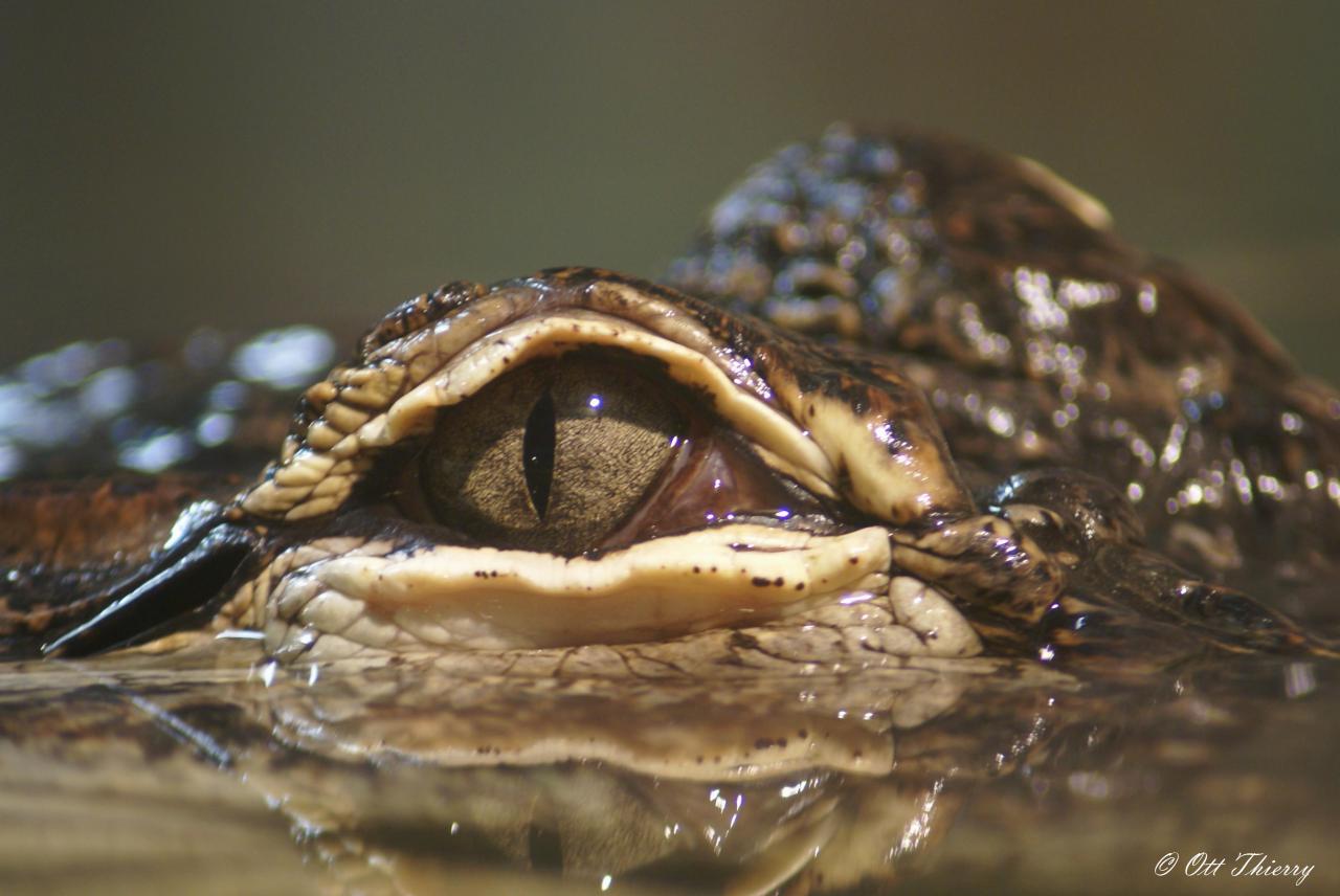 Alligator du Mississipi ( Alligator mississippiensis )