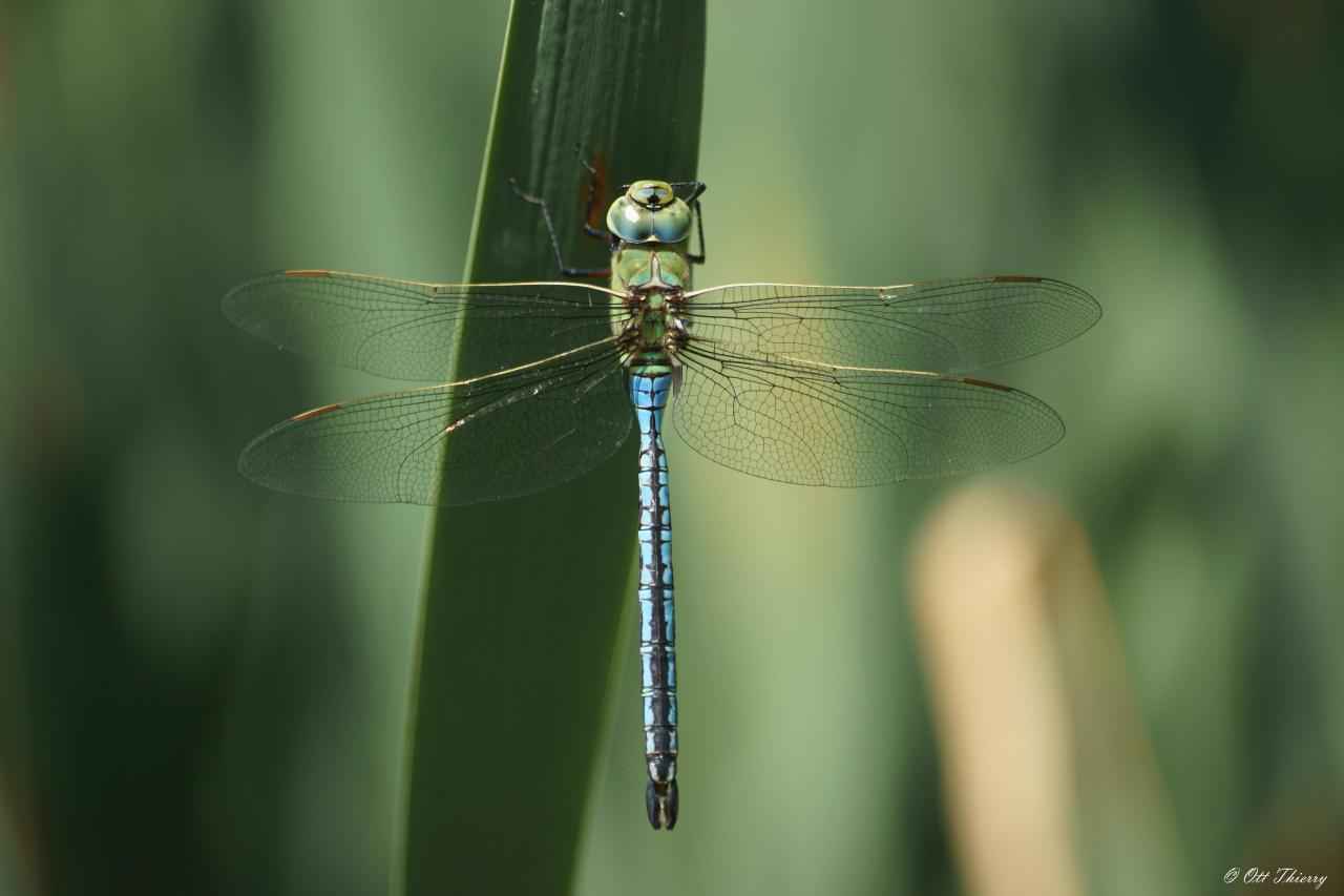 Anax Empereur ( Anax imperator )