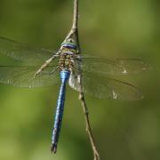 Anax Empereur ( Anax imperator )