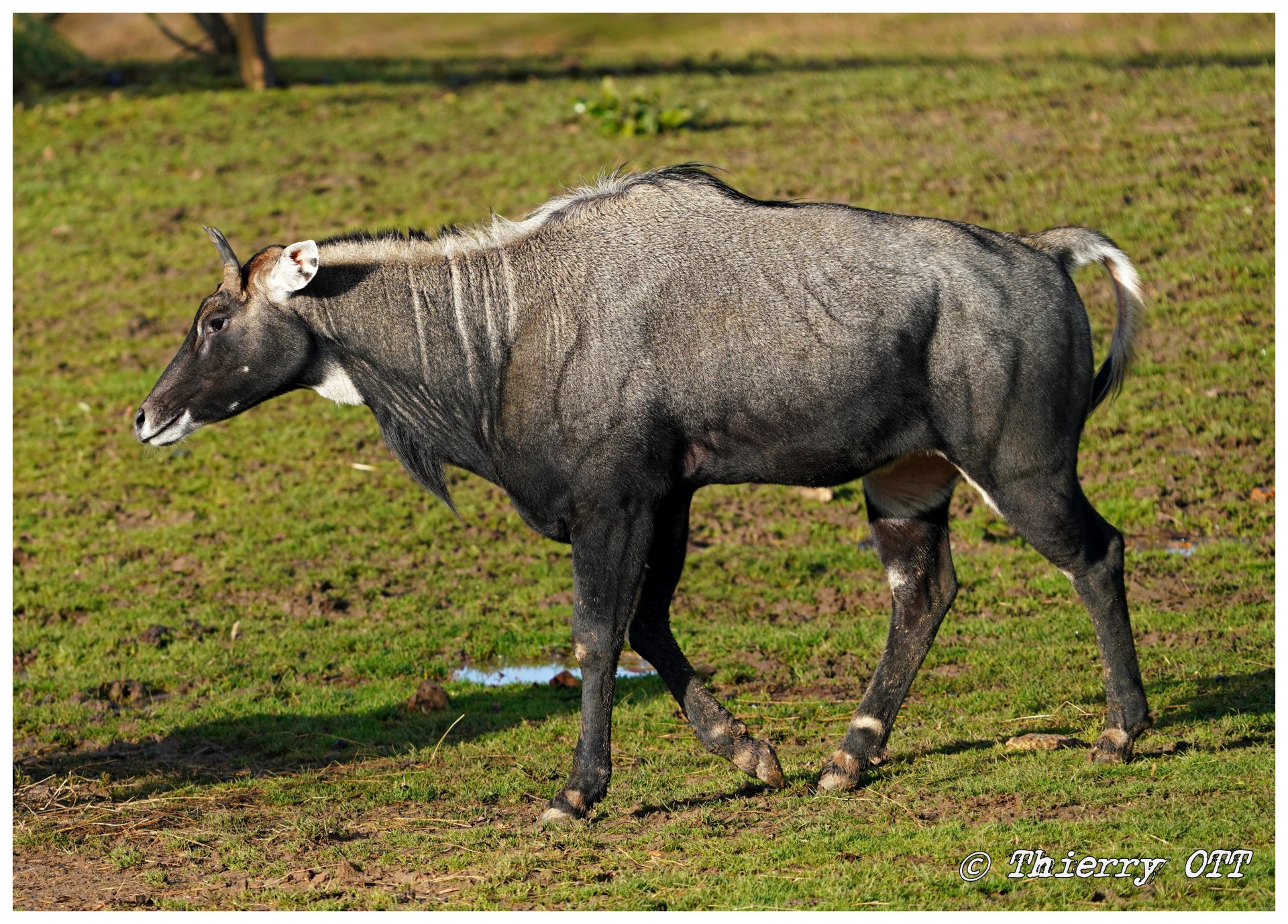 Antilope Nilgaut ( Boselaphus tragocamelus )* 