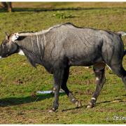 Antilope Nilgaut ( Boselaphus tragocamelus )* 
