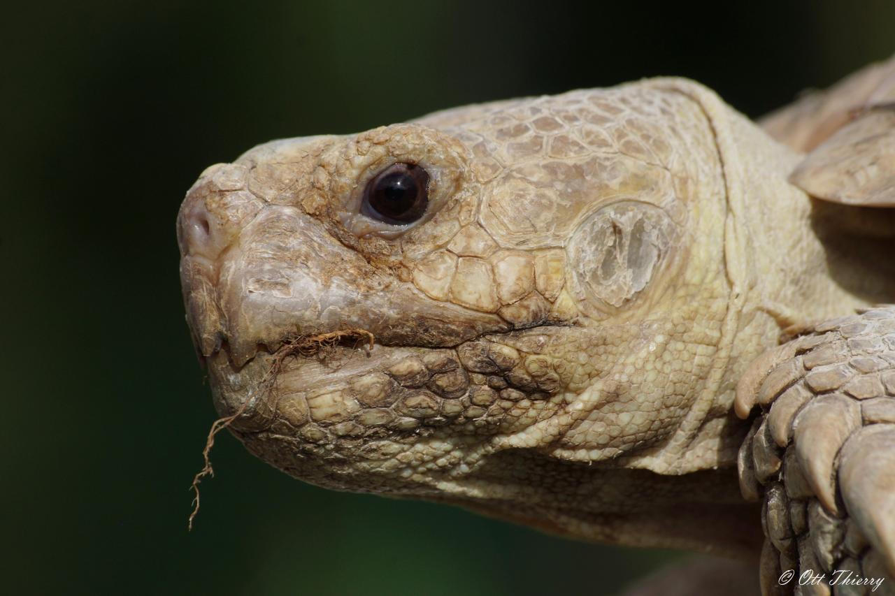 Tortue Sillonnée ou Tortue à Eperons (Centrochelys sulcata)